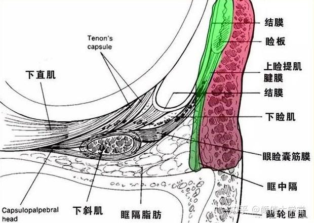 怎样让自己眼睛有神