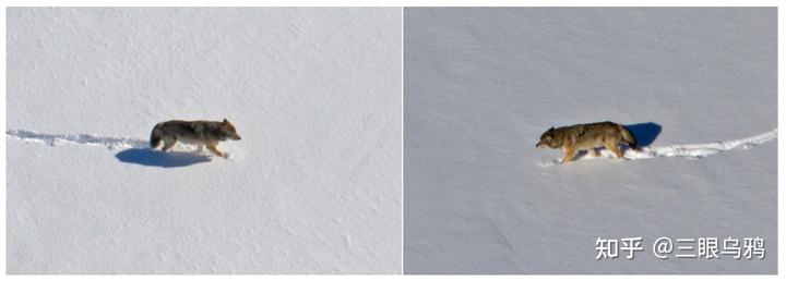 如果将 20 只狼和 500 只鹿放进同一孤岛，最后谁能活下来？