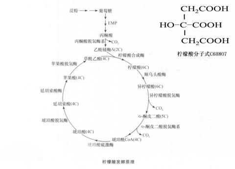 食品配料表中的柠檬酸会对人体导致的危害！ 知乎 
