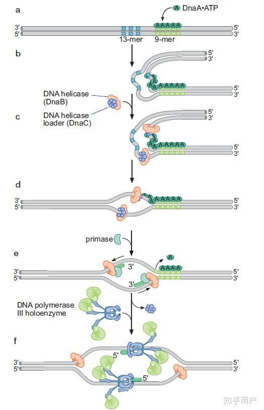 dna复制时,复制泡是如何从复制起点向两端形成的? - 知乎