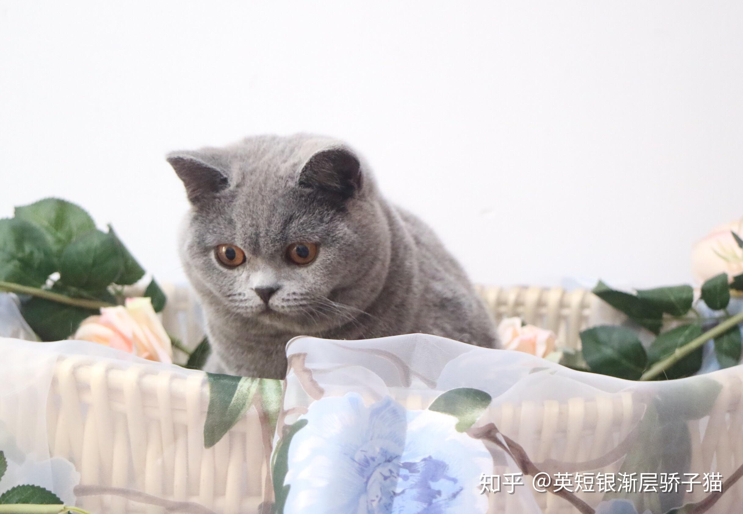 五个月的英短蓝猫这品相可以吗?