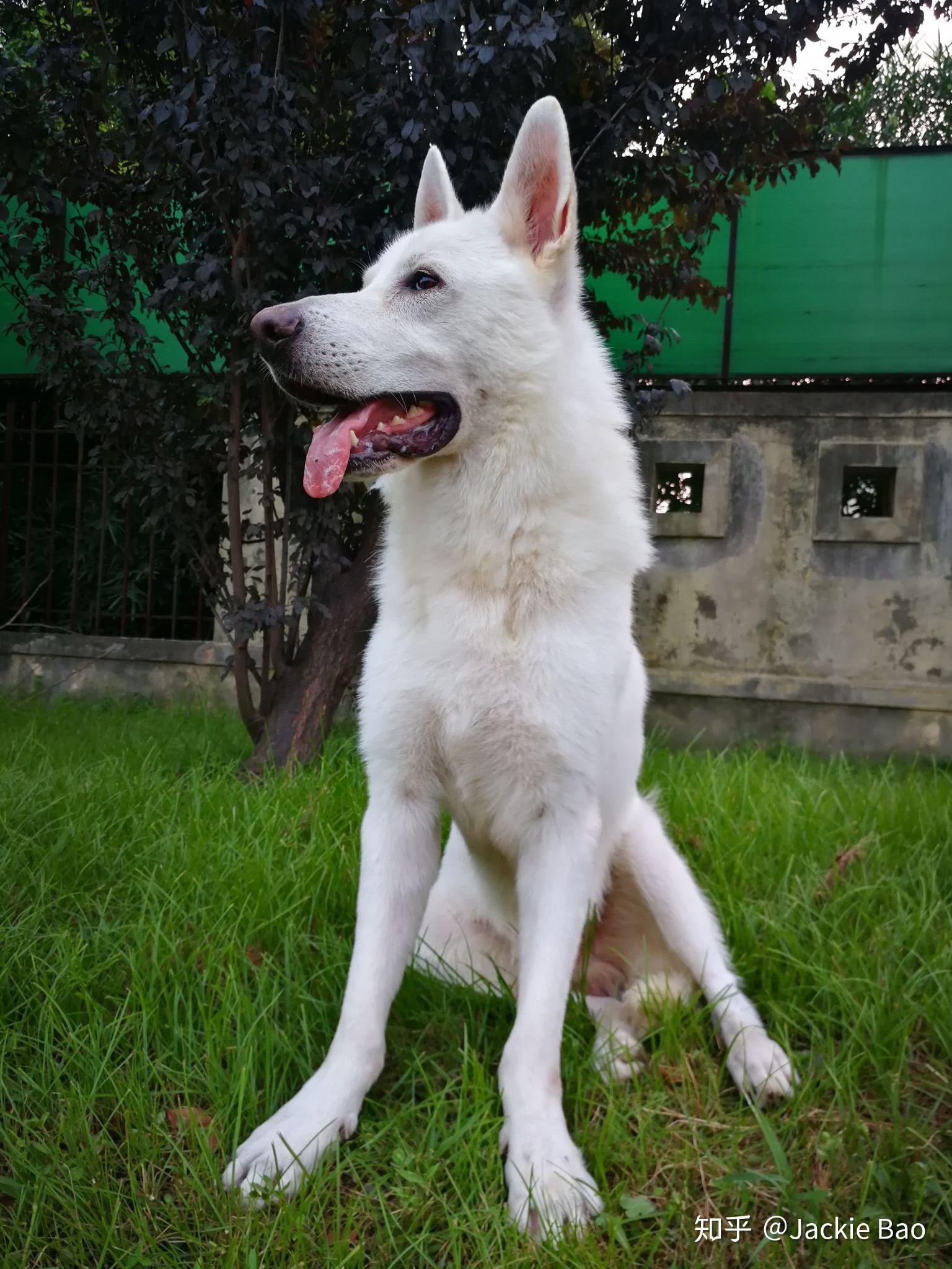 国内谁家有瑞士白色牧羊犬白德牧本人家在哈尔滨男孩两岁因品种少见