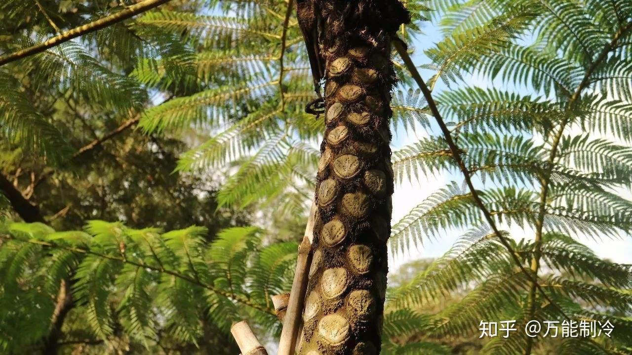 叶痕和芽鳞痕的区别? - 知乎