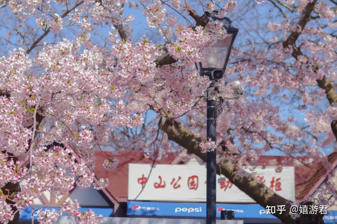 青岛有哪些地方可以看樱花? - 知乎