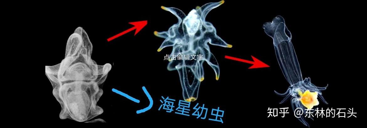 有没有既是个体又是器官的生物