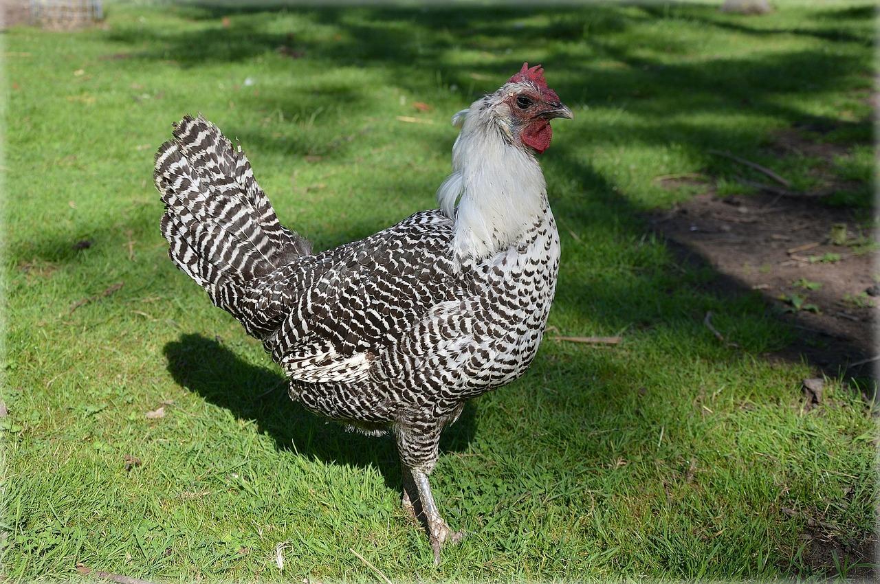 小公鸡的日常生活