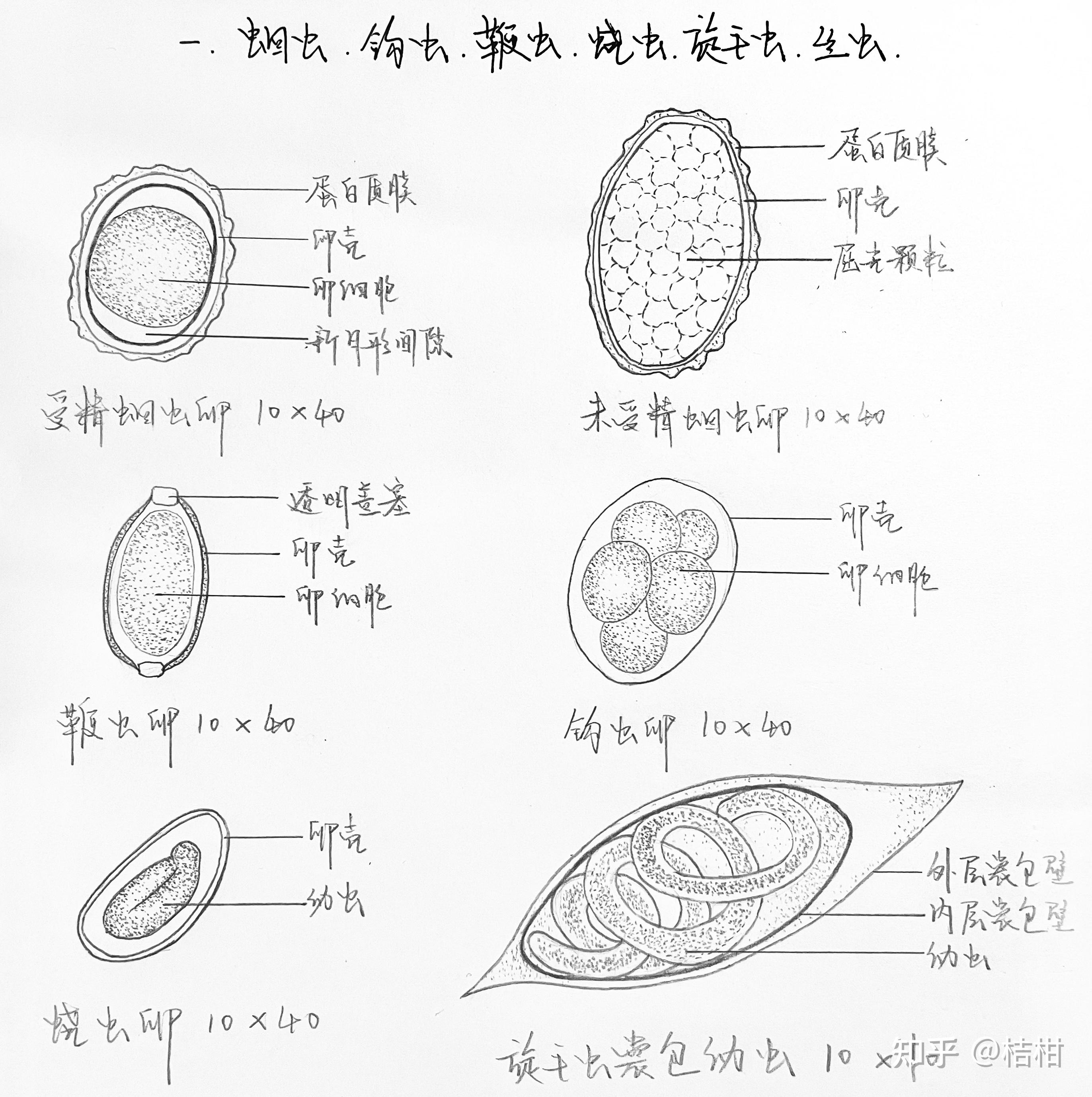 蛔虫卵图片 手绘图图片