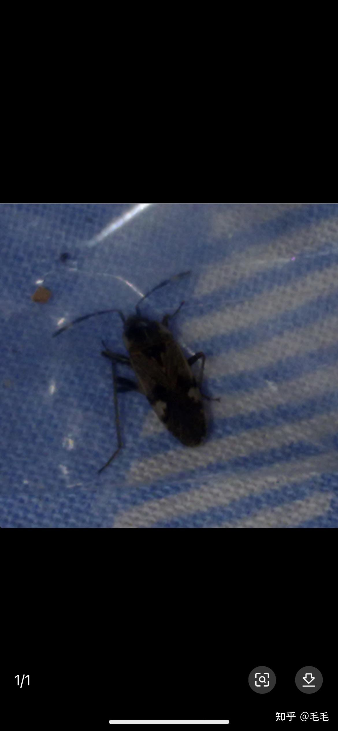 家里出现一种小虫 , 触角 黑白相间,背部有两个对称白色圆点.