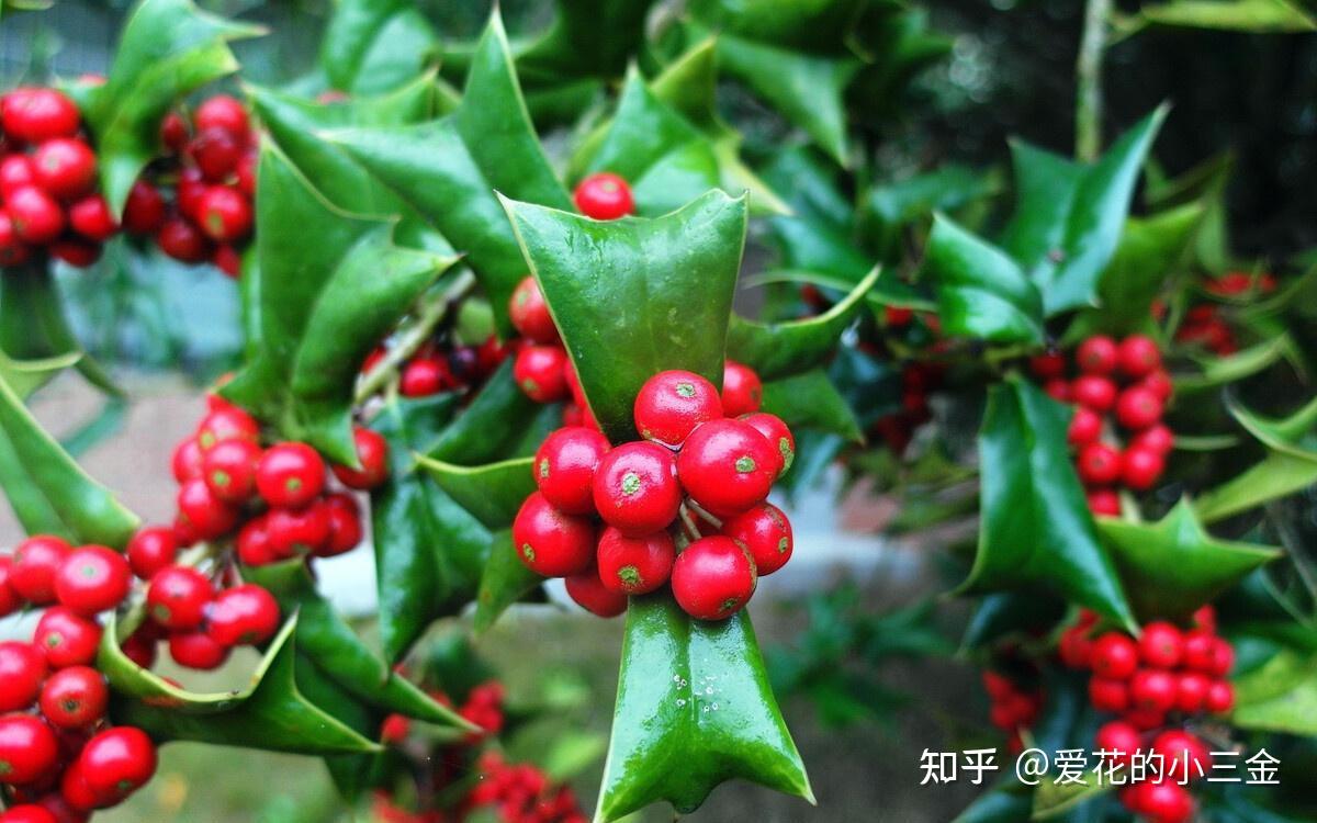 冬青和槲寄生的关系？都是西方圣诞节时期常用的植物吗？ - 知乎