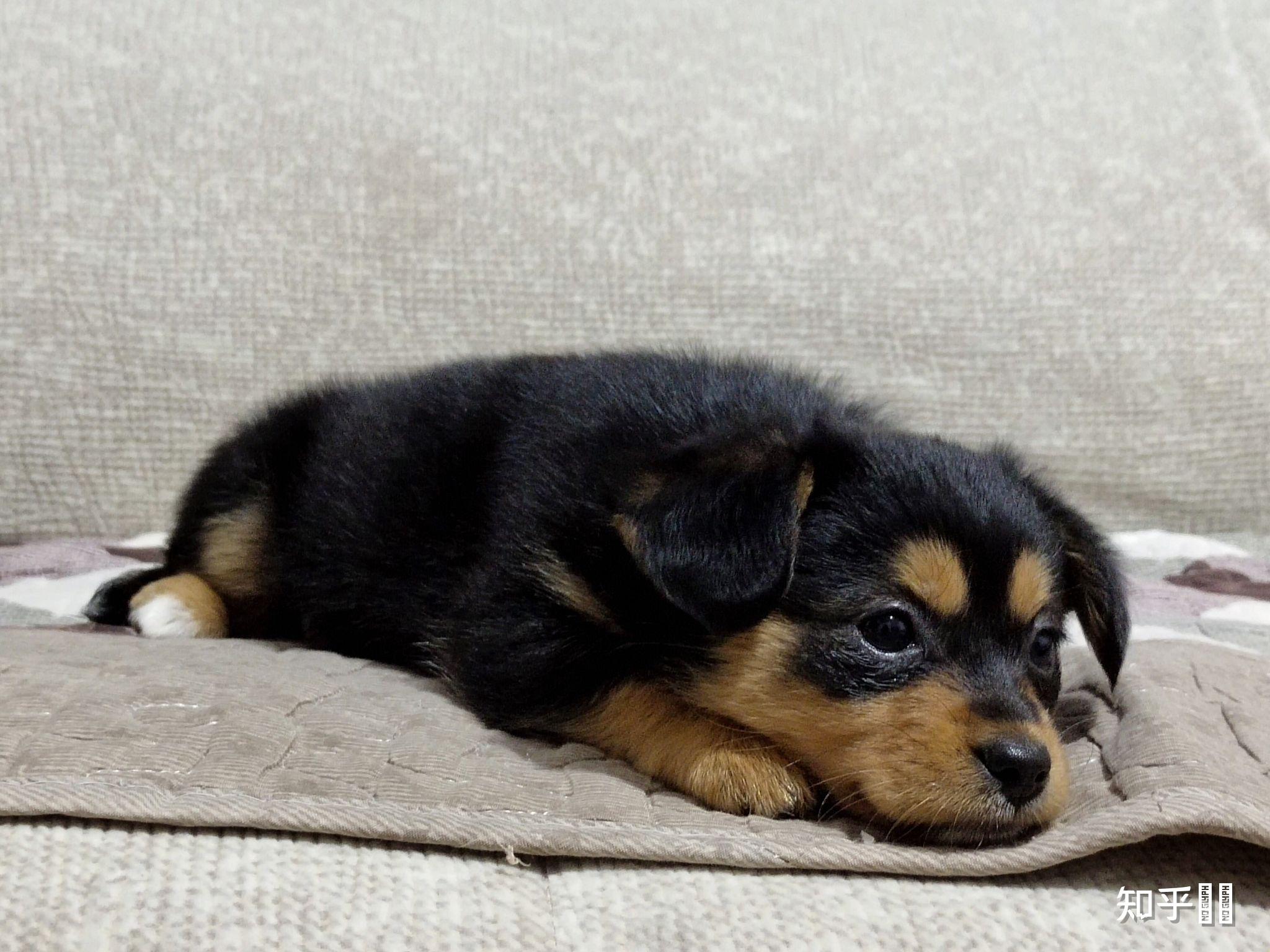 四眼黑土狗为什么那么贵呢?