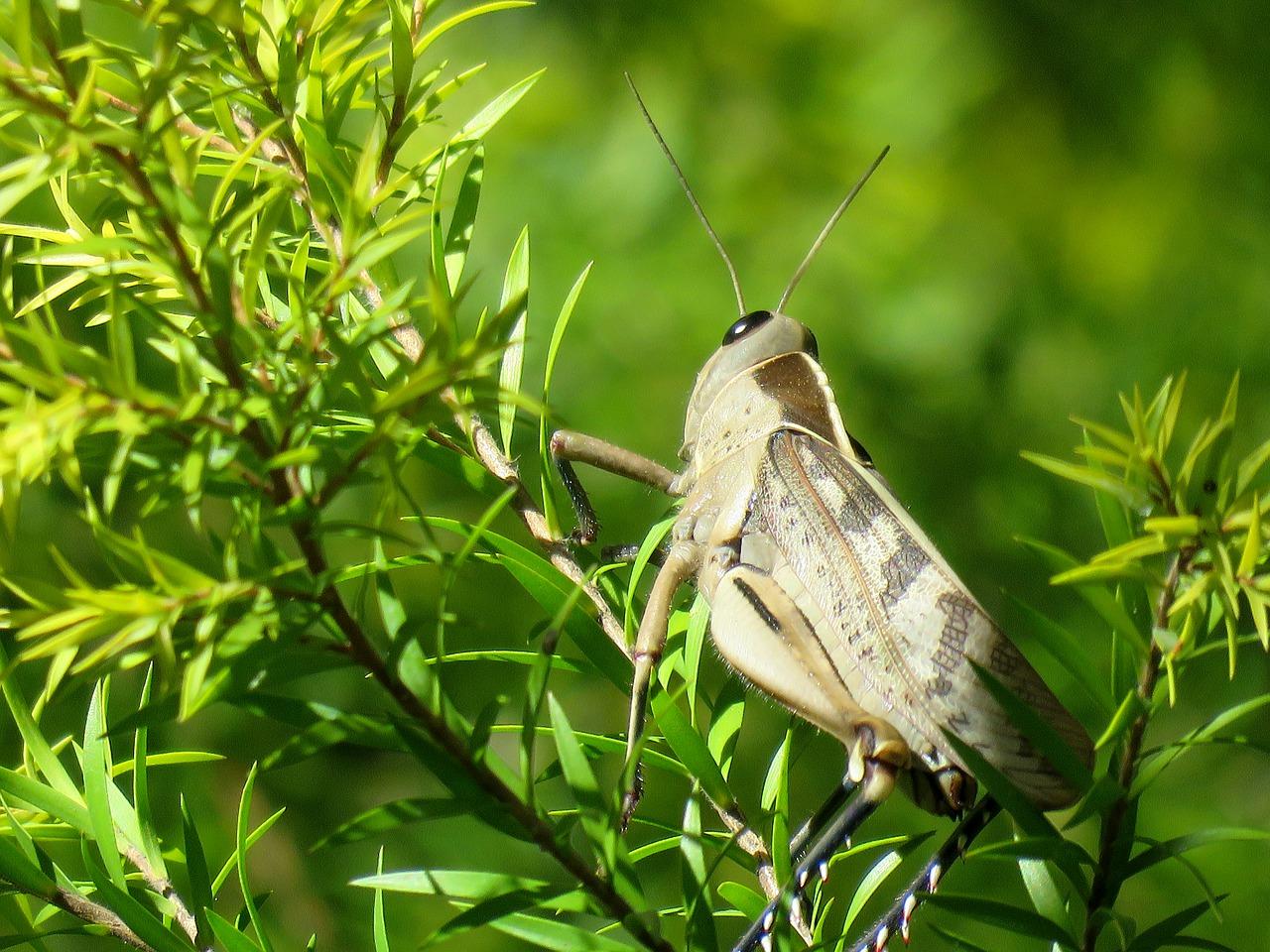 如何防止花草虫害