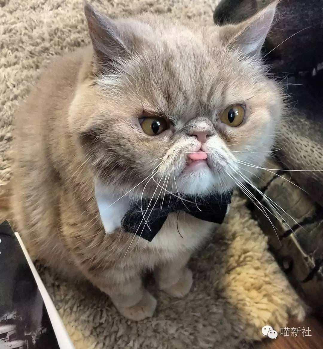 想看看丑丑的小猫咪，有哪些丑萌丑萌的猫猫图看嘛? - 知乎