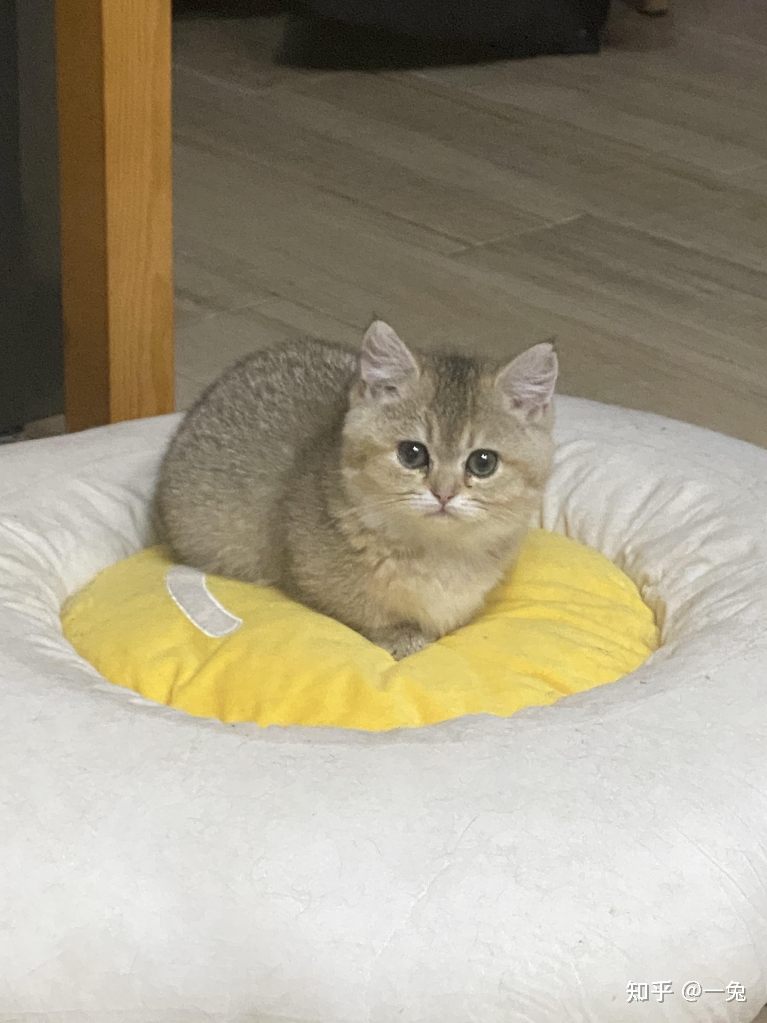 真的有矮脚金渐层嘛? - 知乎