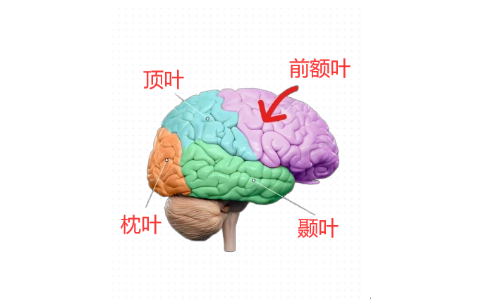 （686）法学博士谈：（九）大脑屠宰被称为精神外科手术 - 知乎