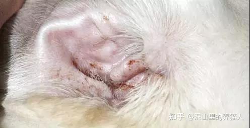 猫咪耳螨如何治疗? - 知乎