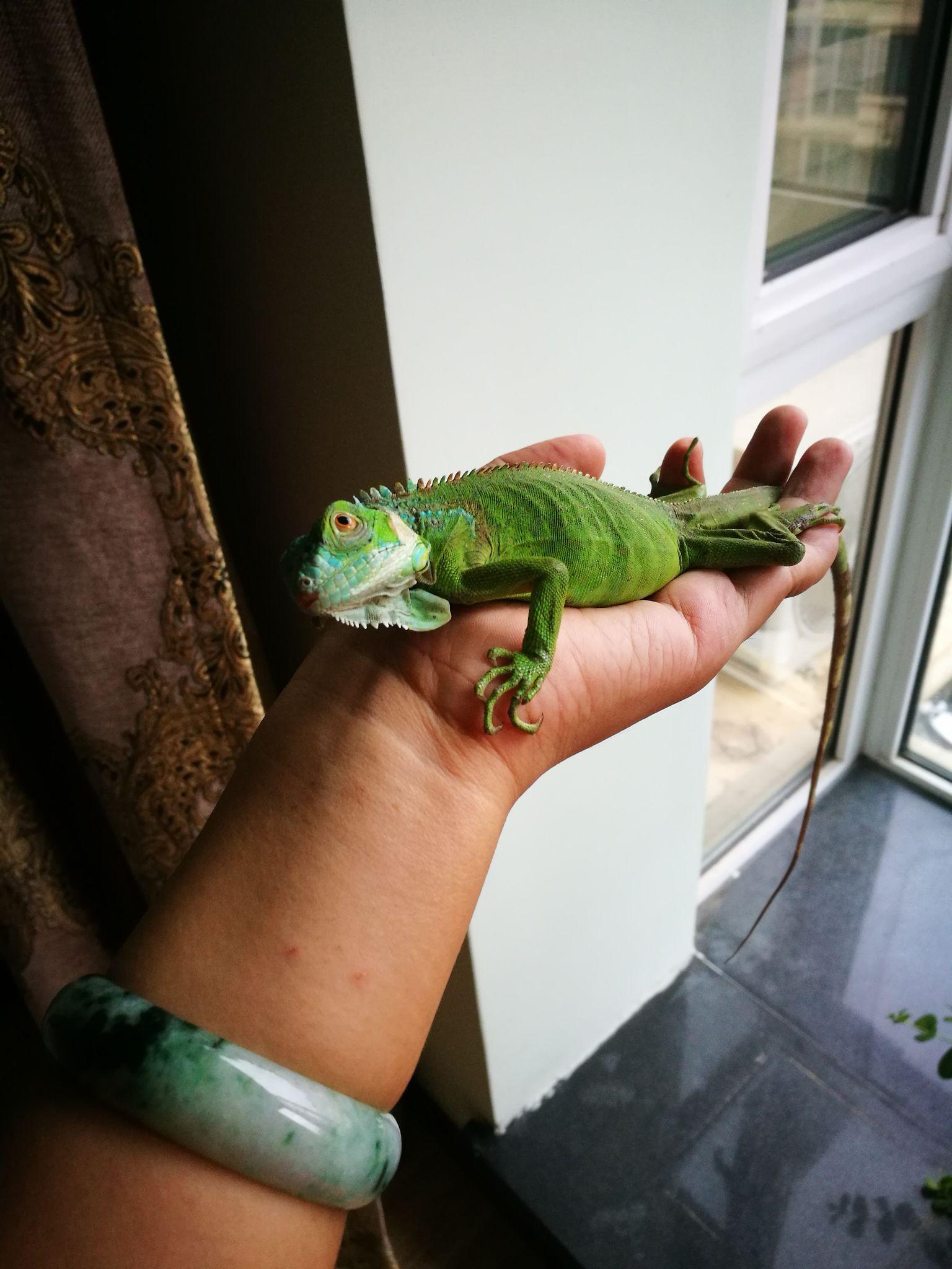 想养一只绿鬣蜥,请问好买吗?大概多少钱?