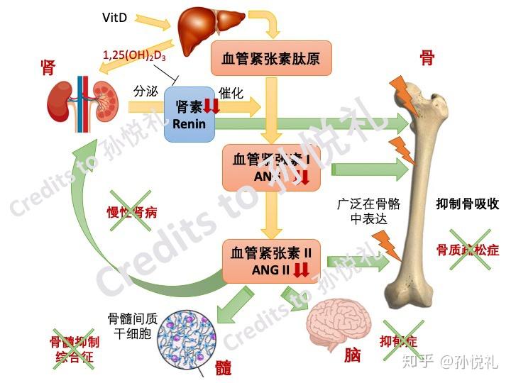 单就晒太阳而言,皮肤科,骨科/内分泌科(骨代谢)学者会给出矛盾建议吗