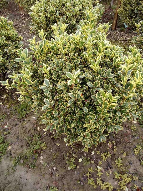 沭阳金边黄杨球