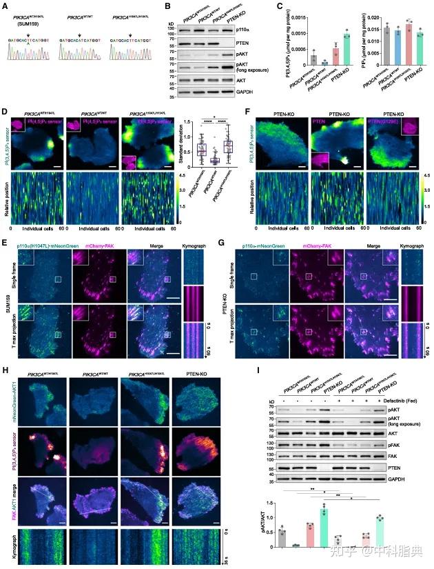 Molecular Cell：PI3K-PI(3,4,5)P3-AKT信号时空调控新机制 - 知乎