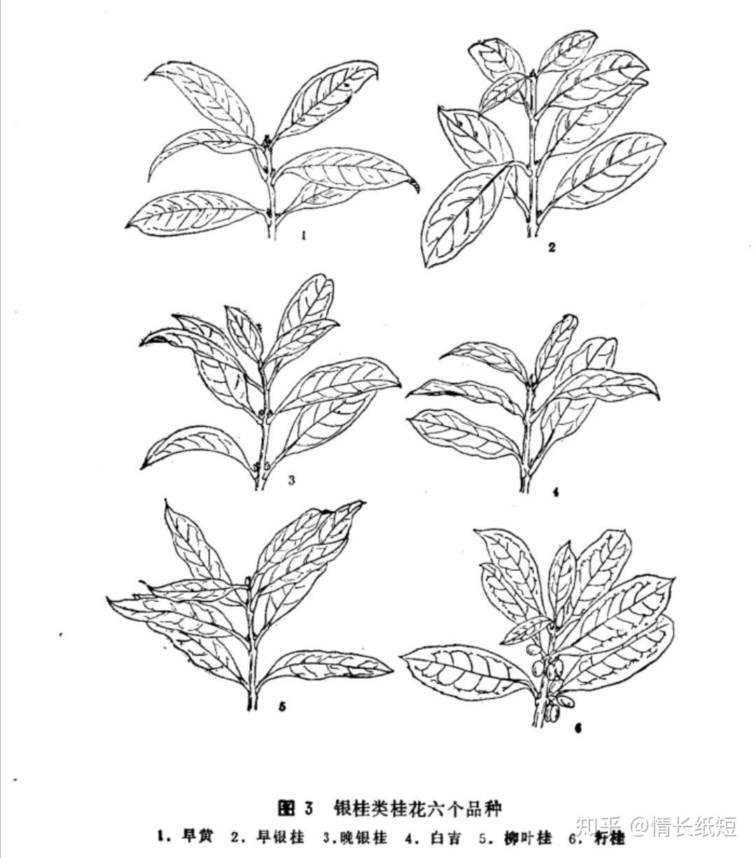 王维《鸟鸣涧》中有"人闲桂花落,夜静春山空",桂花的花期是秋季农历