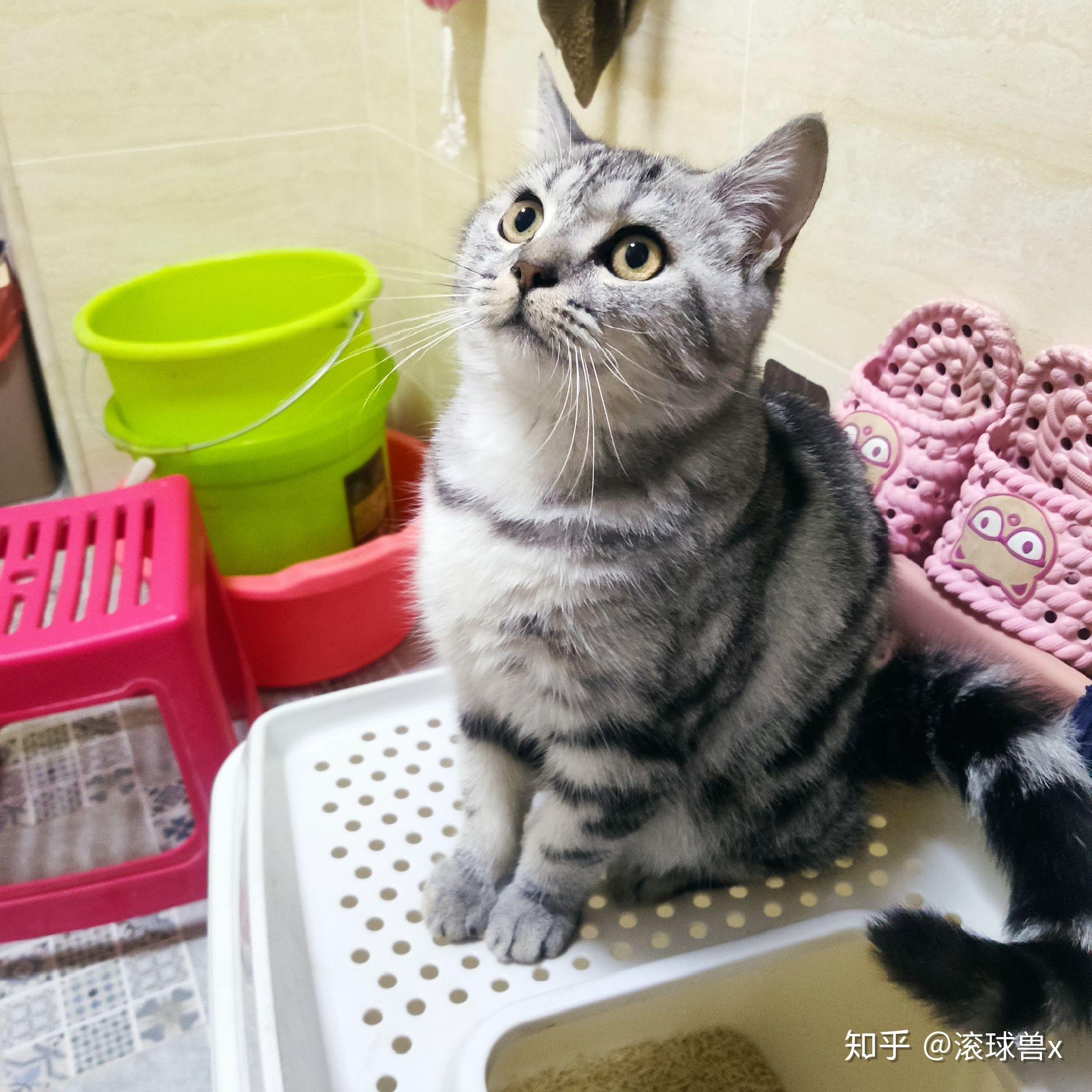 美短和英短杂交好看吗?养猫的来戳戳 - 知乎