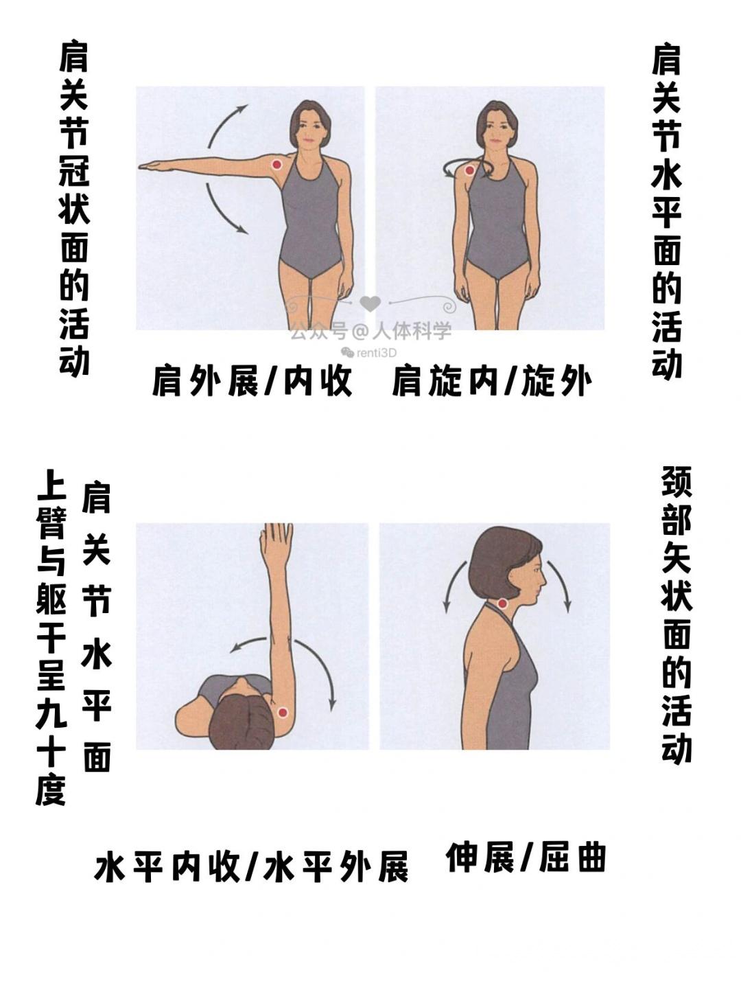 【解剖姿势】身体的主要运动定位术语图示 - 知乎