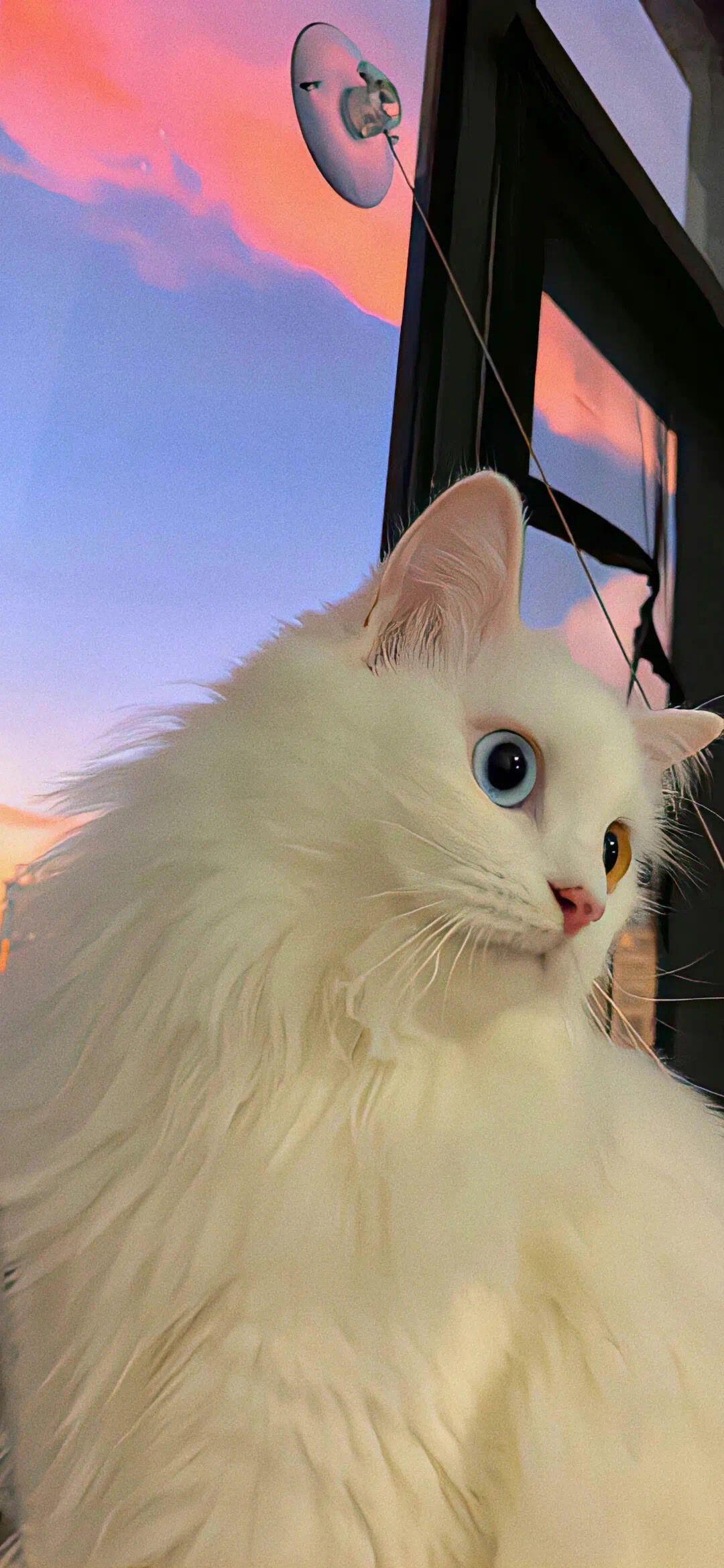 猫猫狗狗壁纸