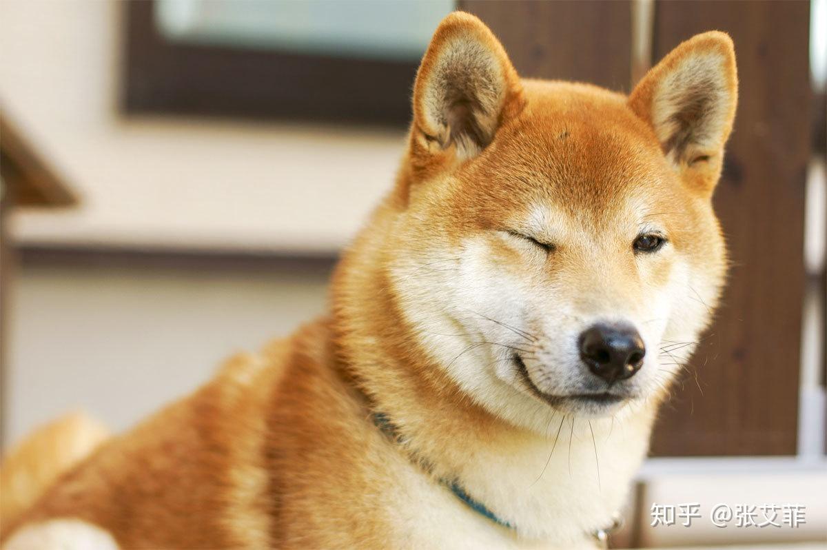 日本人对狸猫有什么特殊感情,还有哪些类似的动物? - 知乎