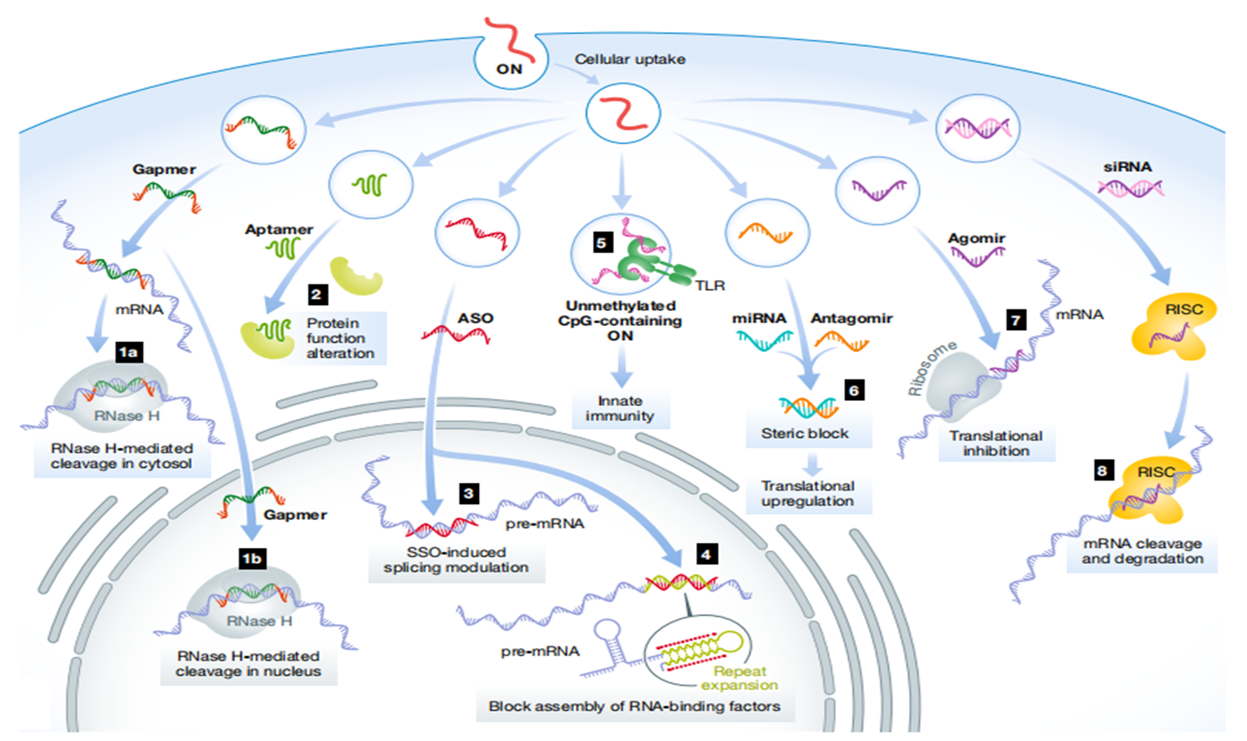 Small Activating Rna 小核酸药物是什么,能用比较简单的话讲清楚吗? - 知乎