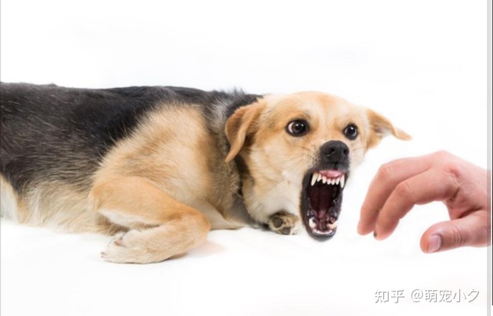 被狗狗抓伤或咬伤需要打狂犬病疫苗吗? - 知乎