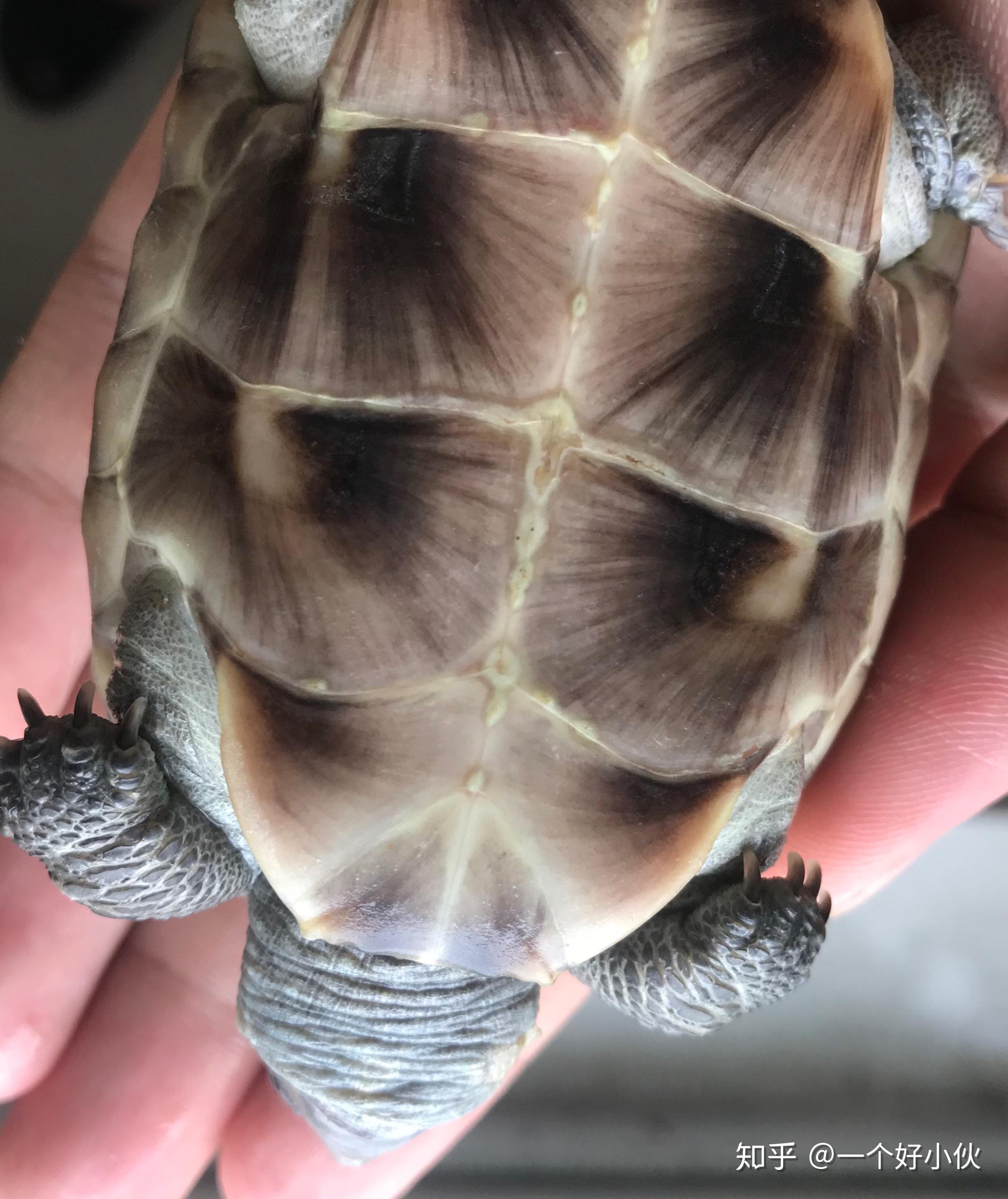 乌龟腐甲腹甲前期是什么样的? - 知乎