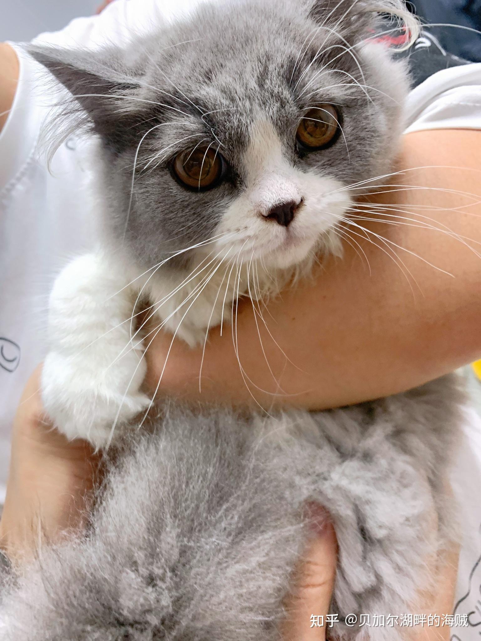 英短蓝白鼻子黑是原本就是这个颜色还是因为鼻子出了什么问题