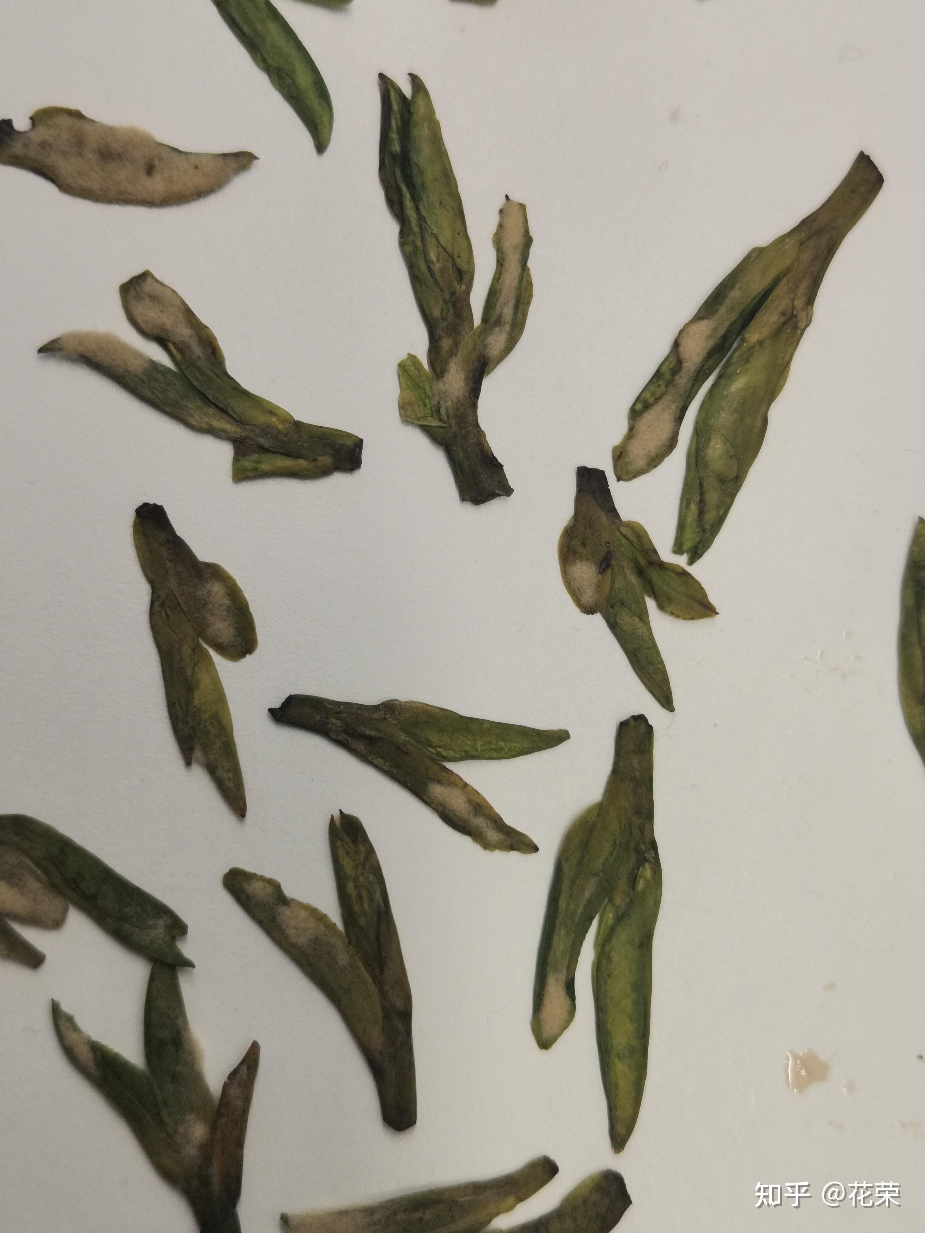 绿茶上长黄毛了是发霉了了吗 担心还能不能继续喝? - 知乎