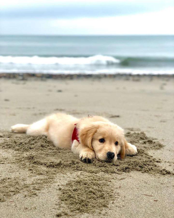 为什么金毛适合养 知乎