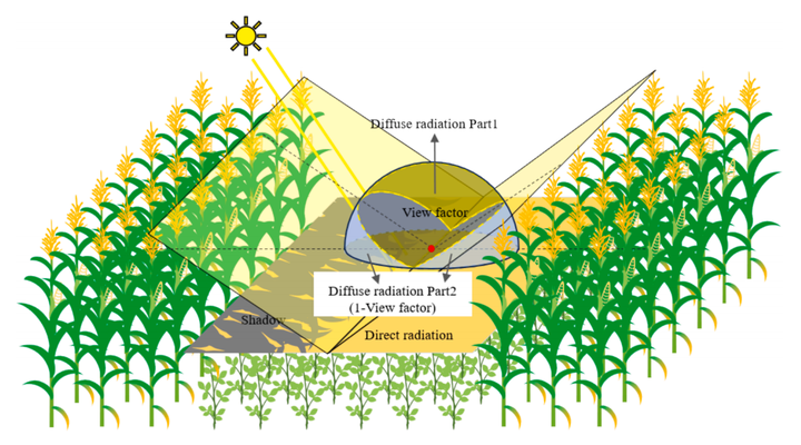 条带间作系统中较低的作物辐射可用性量化