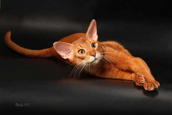 猫中狗子阿比西尼亚猫美图鉴赏
