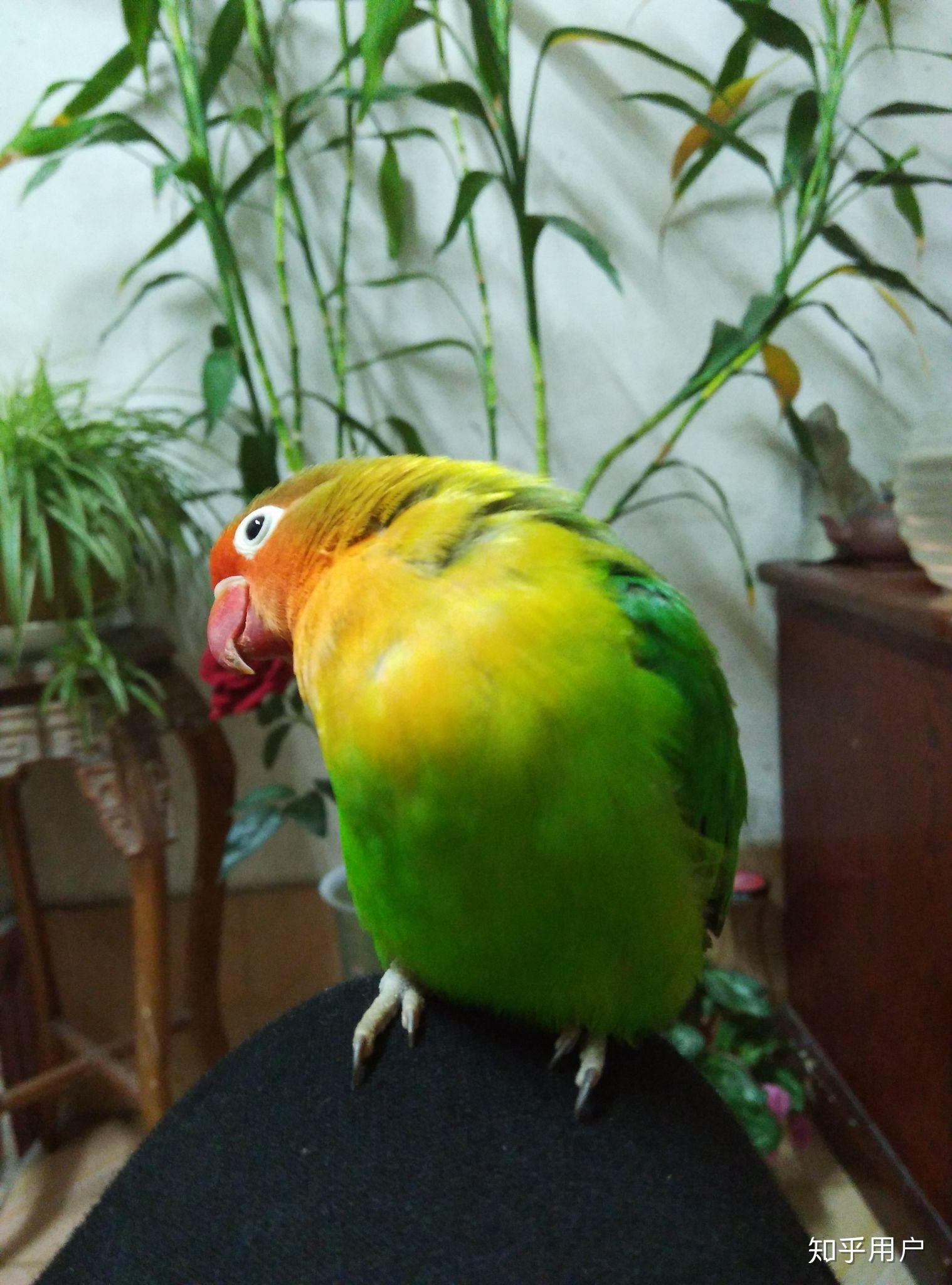 大家有养过牡丹鹦鹉的嘛?都喜欢哪种品种呢?