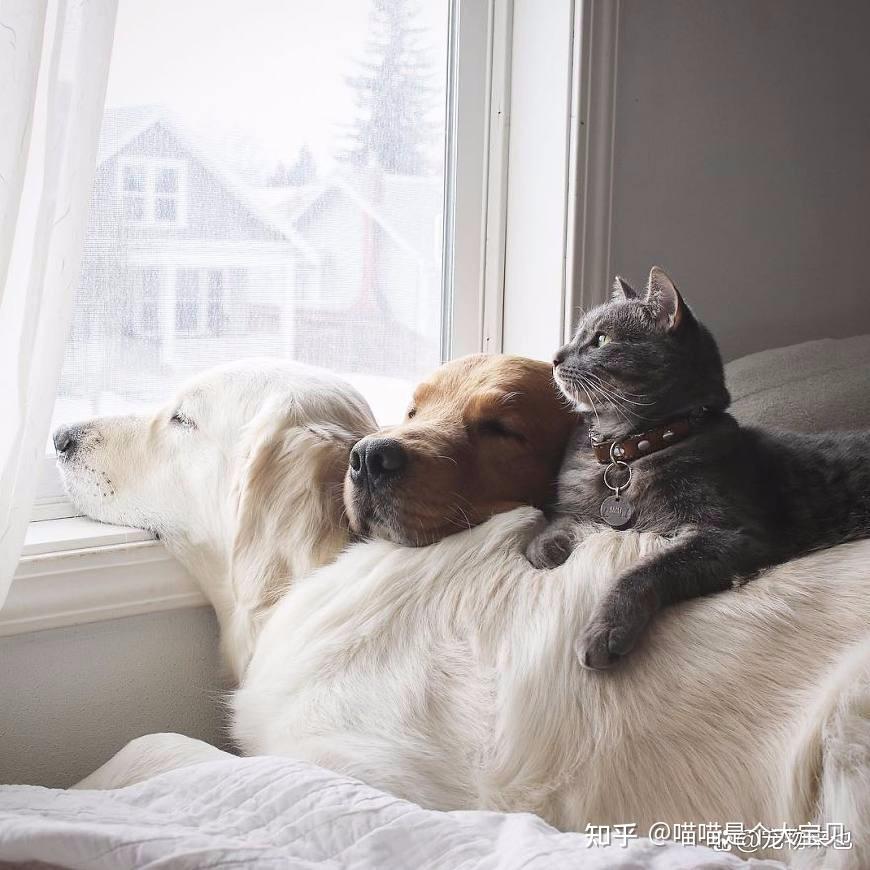 为什么养猫比养狗的人越来越多了呢?原因很真实!