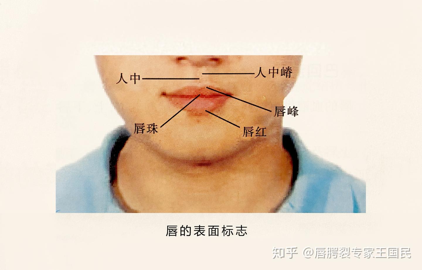 唇的解剖 - 知乎