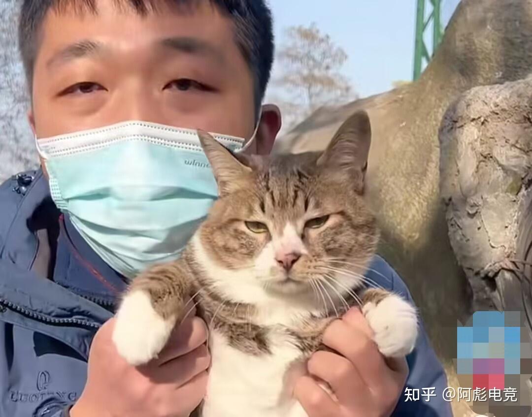 武汉有什么好的猫舍推荐么? - 知乎