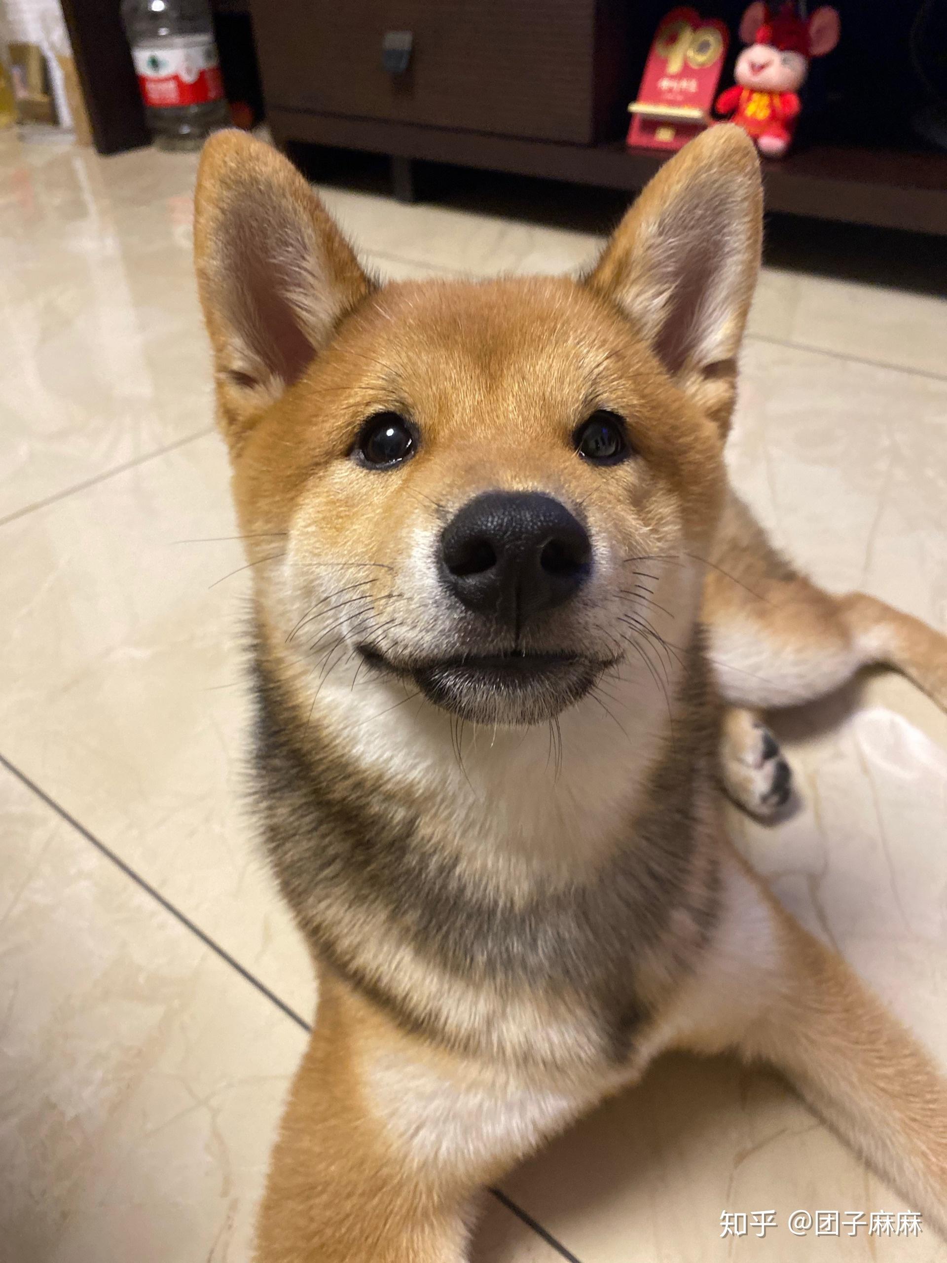 我家儿是胡麻柴么