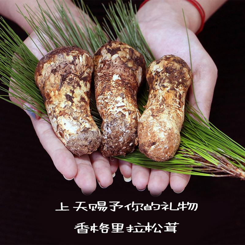 香格里拉新鲜松茸—丛林的万菌之王。每一朵松茸的诞生都是一个奇迹，都是上天赐予我们的珍贵礼物。 - 知乎