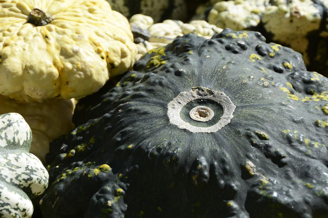 如何种植地冬瓜