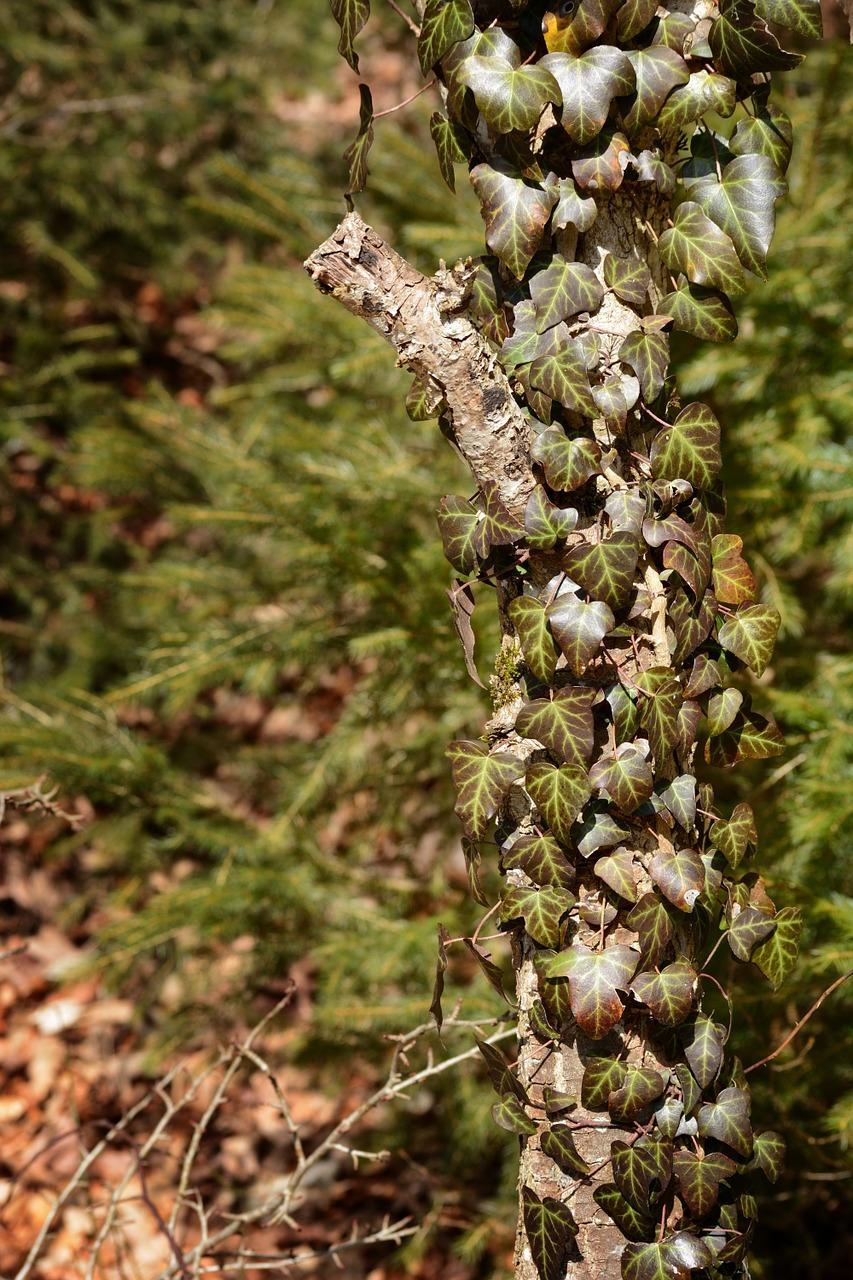 花叶蔓长春藤怎么养