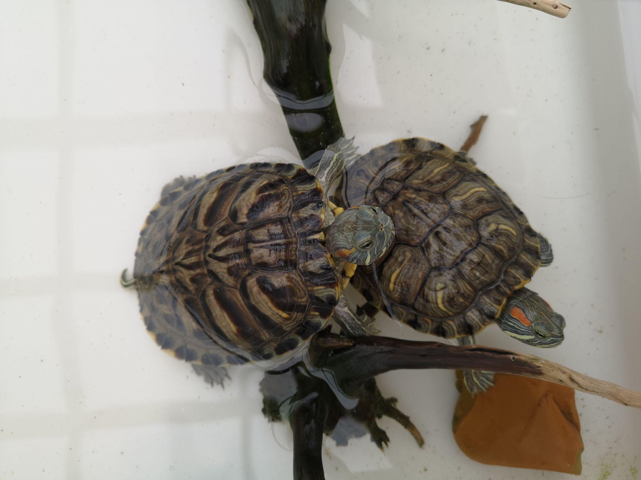 新手养龟这样的巴西龟大概几岁