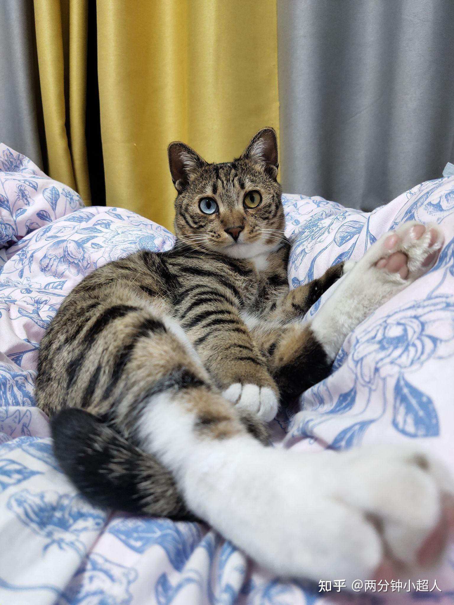 有纯种的蓝眼睛狸花猫吗,是由基因决定的吗? - 知乎