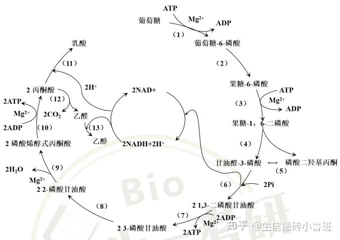 【考研干货】氨基酸？糖酵解？三羧酸循环？生化记忆口诀统统搞定！ - 知乎