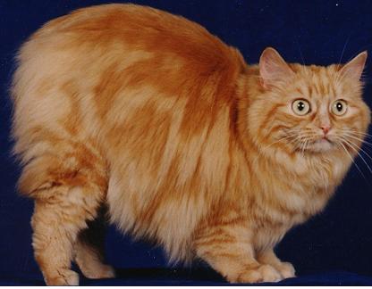 每天带你了解一种猫——威尔斯猫