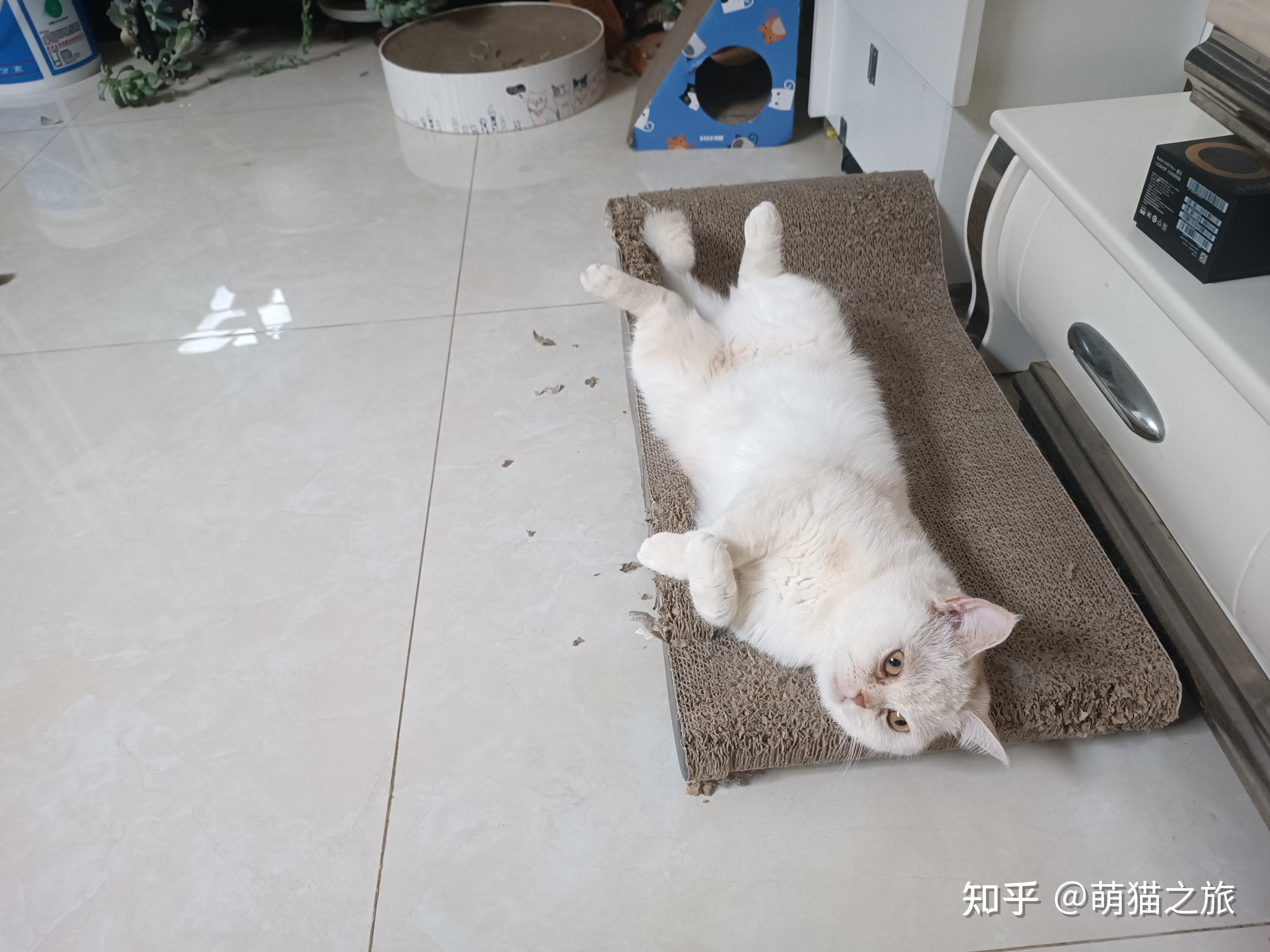 猫能不能越打越乖? - 知乎