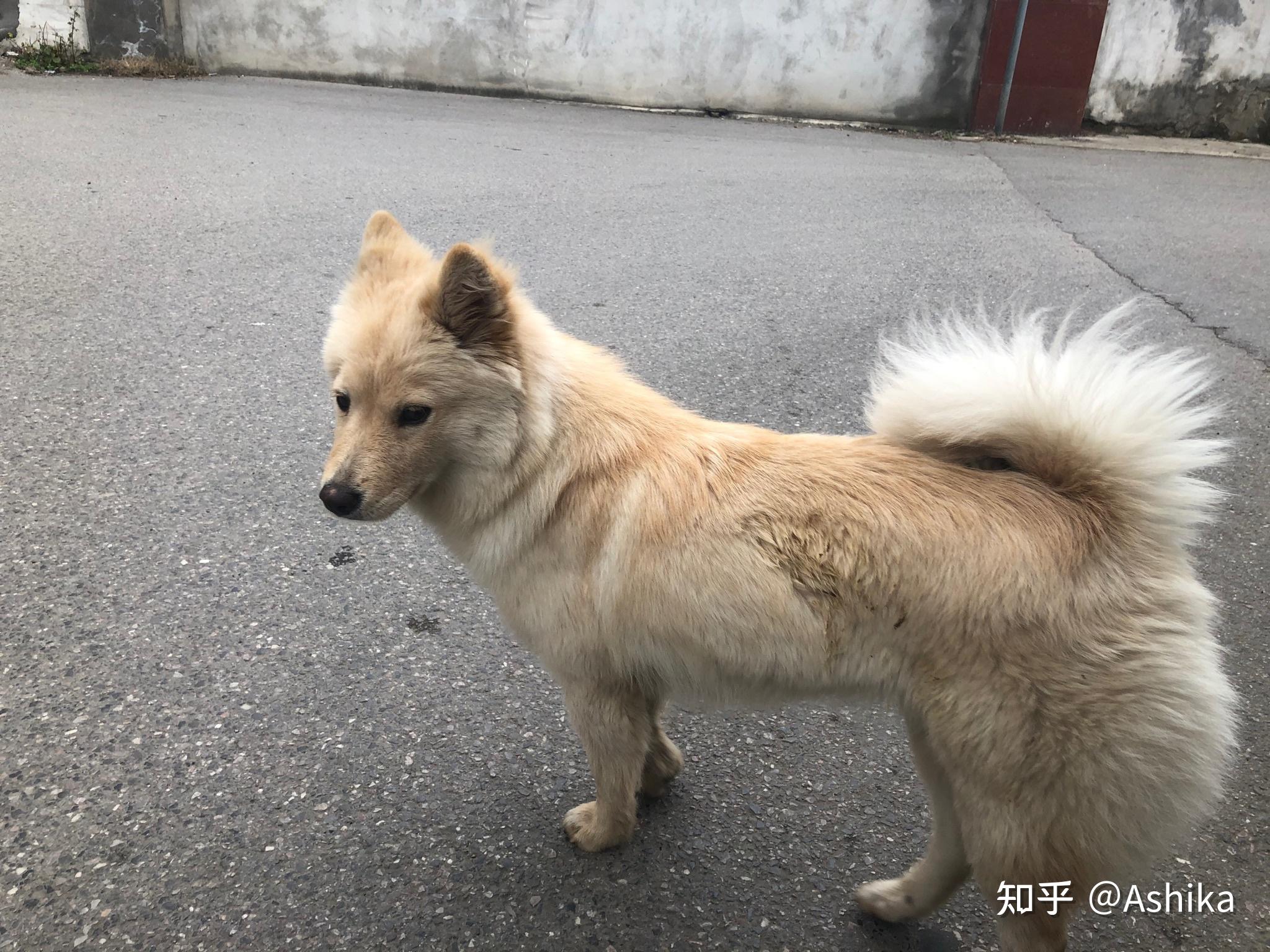 土松狮是土狗中最有希望成为国产翘楚的,为什么知道它的人寥寥无几? - 知乎